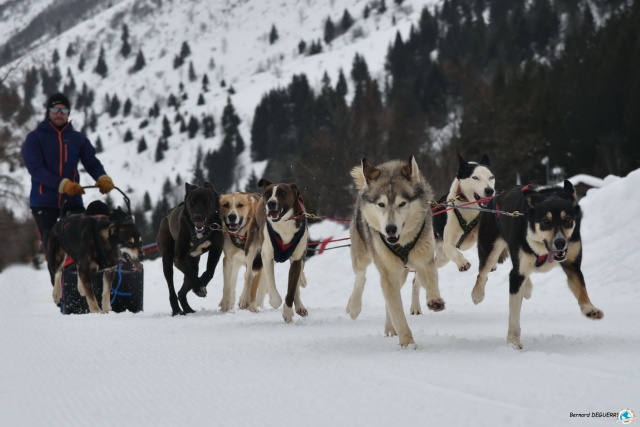 planet-aventures chiens de traineau